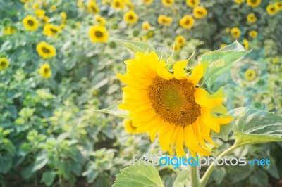 Beautiful Sunflower Plant In Public Garden Stock Photo