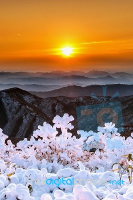 Beautiful Sunrise On Deogyusan Mountains Covered With Snow In Winter,south Korea Stock Photo
