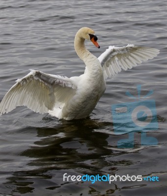 Beautiful Swan Spreads His Wings Stock Photo