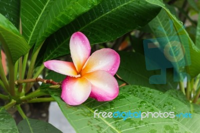 Beautiful Sweet Pink Flower Plumeria And Fresh Green Leaf With R… Stock Photo