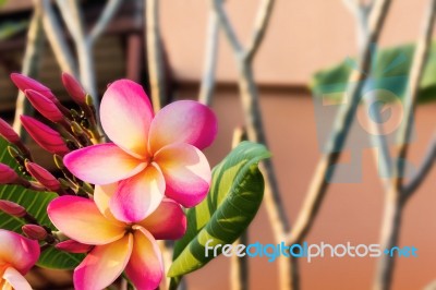 Beautiful Sweet White And Pink Yellow Flower Plumeria Bunch In H… Stock Photo
