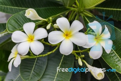 Beautiful Sweet White And Yellow Flower Plumeria Bunch In Home G… Stock Photo