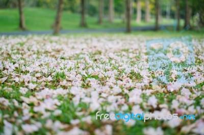 Beautiful Trumpet Flower Blooming, Selective Focus Stock Photo