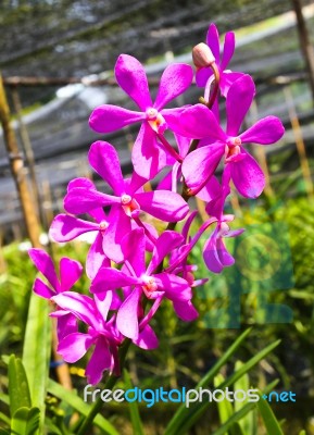 Beautiful Violet Orchid In Garden Stock Photo