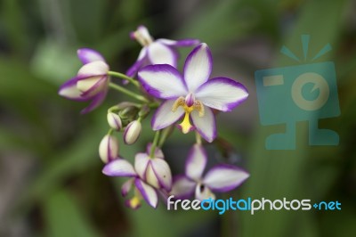 Beautiful White And Purple Orchid Stock Photo