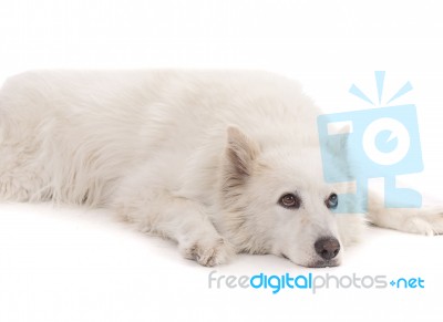 Beautiful White Aski Severe Dog Laying Down Stock Photo