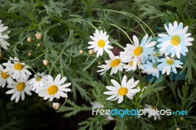 Beautiful White Daisy Flower Blooming Stock Photo
