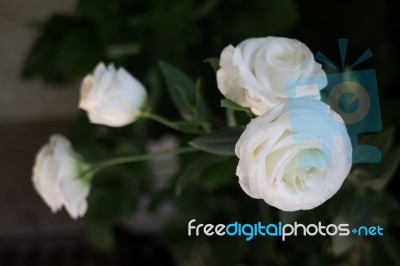 Beautiful White Rose Flower In The Garden Stock Photo