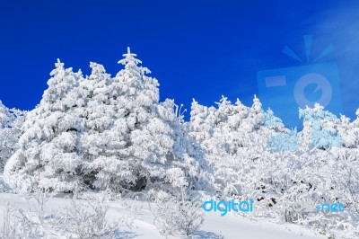 Beautiful Winter Landscape, Trees Covered With White Snow And Blue Sky Stock Photo