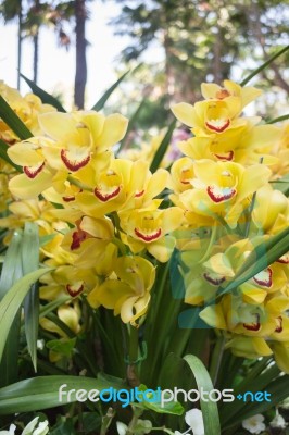 Beautiful Yellow Orchid Flower Blooming Stock Photo