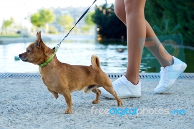 Beautiful Young Woman Walking With Her Dog In The Park Stock Photo
