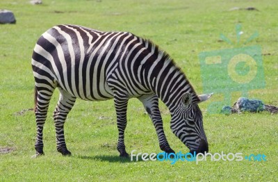 Beautiful Zebra Stock Photo