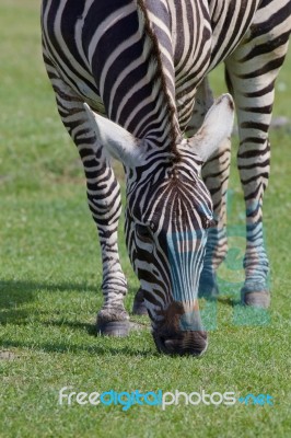 Beautiful Zebra Close-up Stock Photo