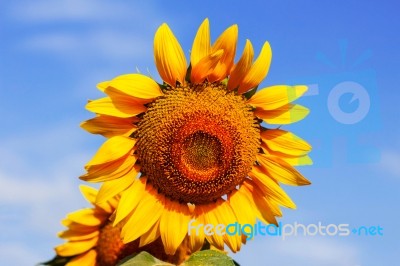 Beauty Of Sunflowers With Sky Stock Photo