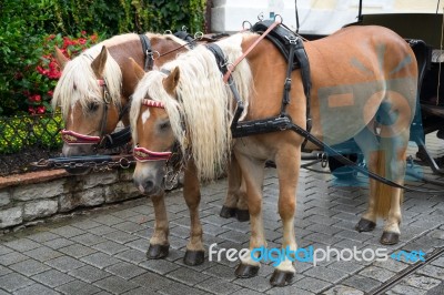 Bedraggled Horses In St Wolfgang Stock Photo