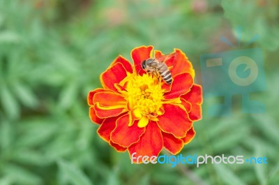 Bee Stock Photo