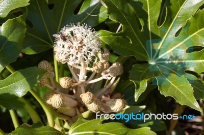 Bee And Fly Feeding On Flowering Castor Oil Plant (ricinus Commu… Stock Photo
