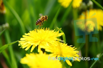 Bee Flying From Flower Stock Photo