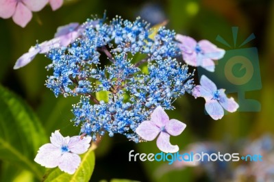 Bee On A Blue Lacecap Hydrangea Stock Photo