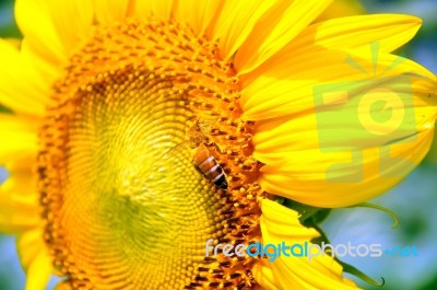 Bee On A Sunflower Stock Photo