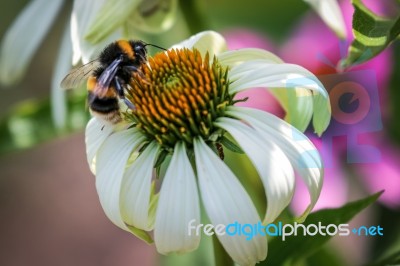 Bee On An Echinacea Stock Photo