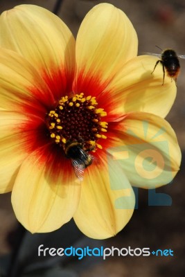 Bees And Dahlia Stock Photo