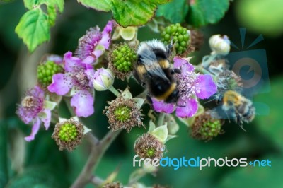 Bees Collecting Pollen From A Blackberry Bush Stock Photo