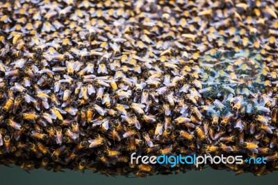 Bees Inside A Beehive Stock Photo