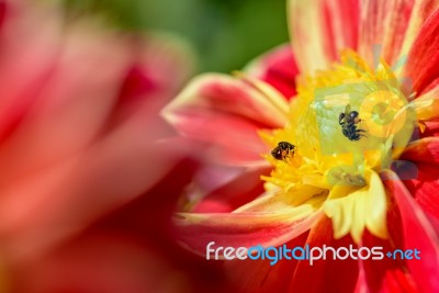 Bees Looking For Nectar Stock Photo