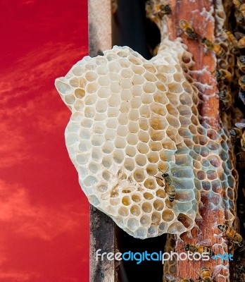 Bees Working On Honeycomb Stock Photo Bees Working On Honeycomb Stock Photo