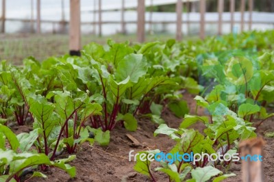 Beet Planting In The Organic Garden Greenhouse Stock Photo