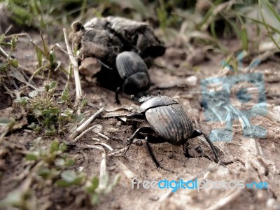 Beetle Work Stock Photo