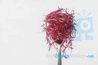 Beetroot Sprouts On A Light Background Stock Photo