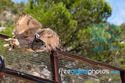 Benalmadena, Andalucia/spain - July 7 : Eurasian Eagle-owl (bubo… Stock Photo