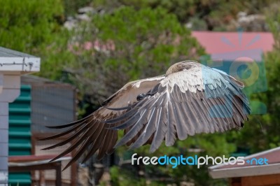 Benalmadena, Andalucia/spain - July 7 : Juvenile Andean Condor (… Stock Photo