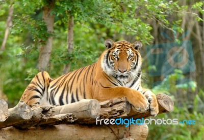 Bengal Tiger Stock Photo