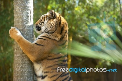 Bengal Tiger Stock Photo