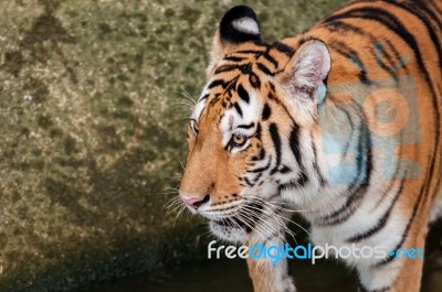 Bengal Tiger Head Close Up Stock Photo