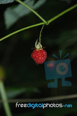 Berry Stock Photo