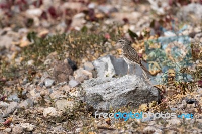 Berthelot's Pipit (anthus Berthelotii) Stock Photo