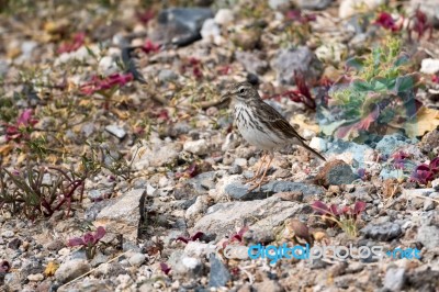 Berthelot's Pipit (anthus Berthelotii) Stock Photo Berthelot's Pipit (anthus Berthelotii) Stock Photo