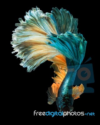 Betta Fish Stock Photo