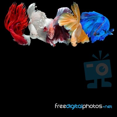 Betta Fish Stock Photo