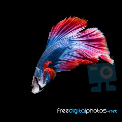 Betta Fish On Black Stock Photo