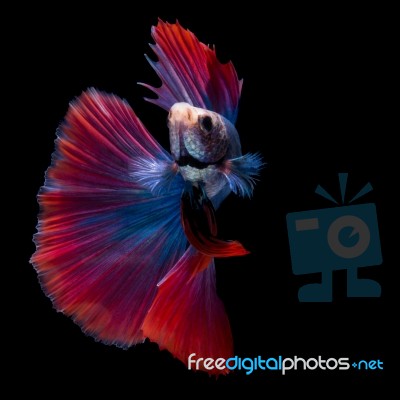 Betta Fish On Black Stock Photo