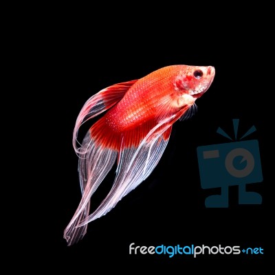 Betta Fish On Black Stock Photo Betta Fish On Black Stock Photo