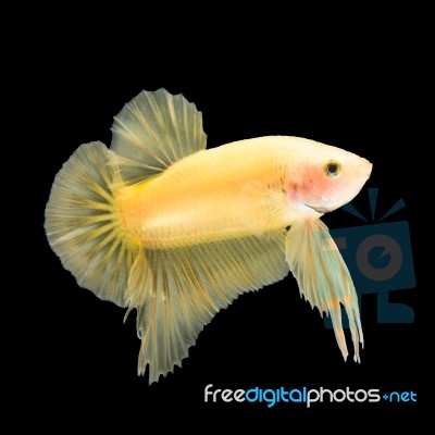 Betta Fish On Black Stock Photo