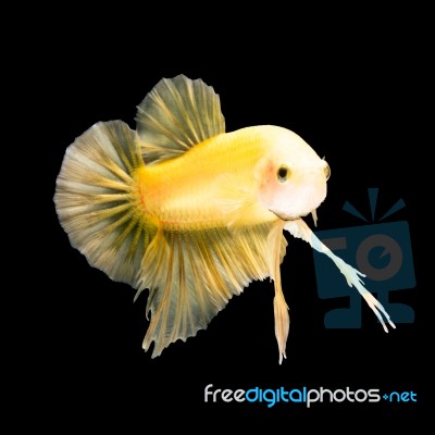 Betta Fish On Black Stock Photo