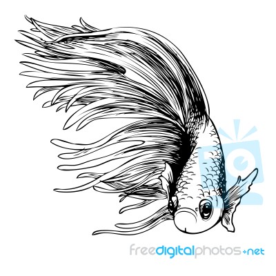 Betta Splendens, Siamese Fighting Fish Stock Image