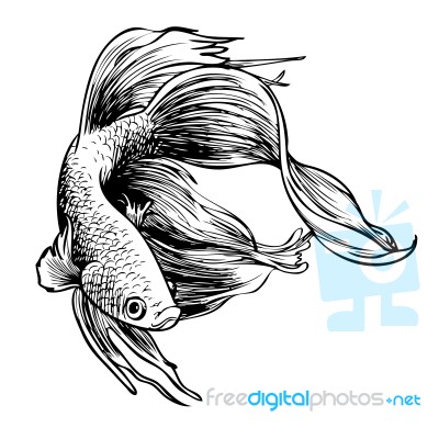 Betta Splendens, Siamese Fighting Fish Stock Image